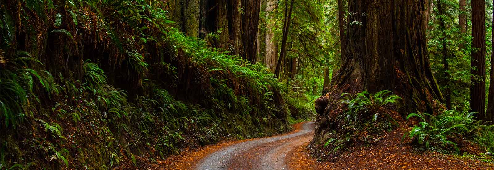 A path through a forest full of greenery and redwood trees.