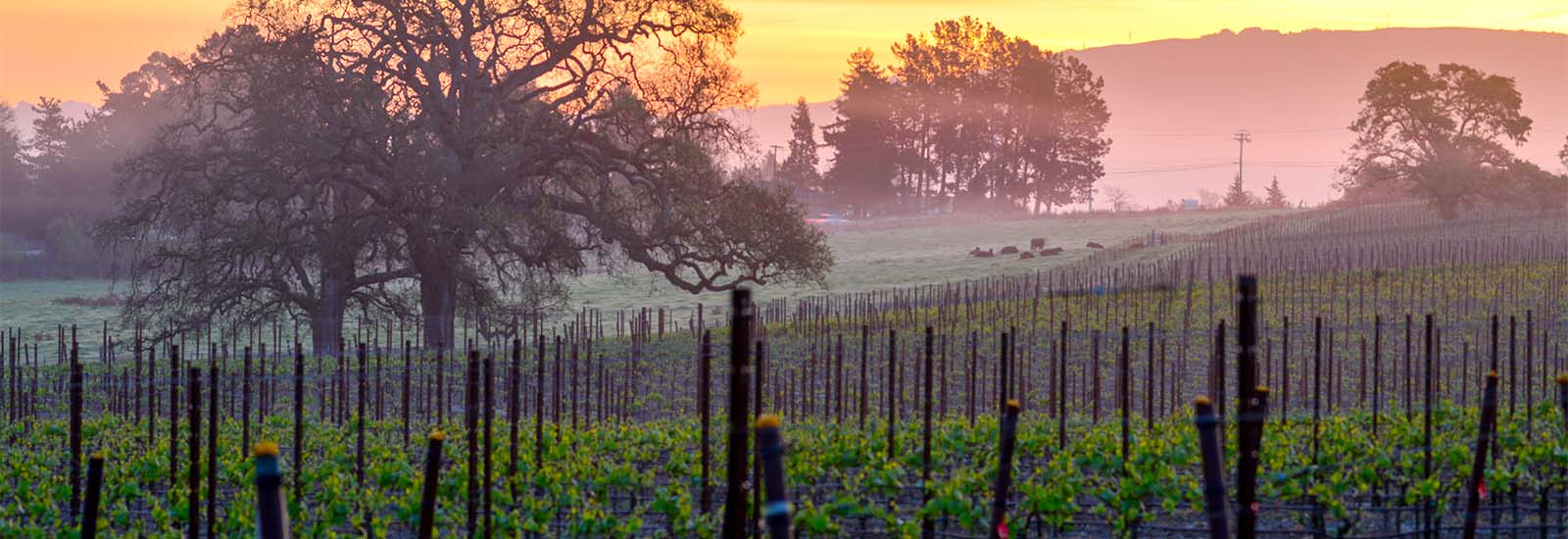 A sprawling vineyard with trees in the foreground and more trees, hills, and a sunset in the background.
